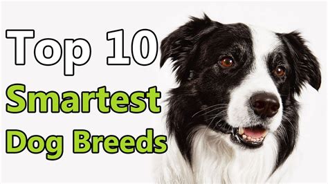 The Top 10 Smartest Dog Breeds South Coast Sun Photos