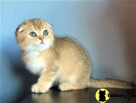 Scottish Fold Kitten For Sale Sold Scottish Fold Golden Kitten Boy 6