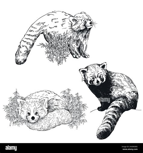 Set of hand drawn sketch style Red Pandas isolated on the white