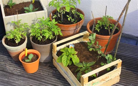 As Local As It Gets Watching The Edible Balcony Garden Grow The