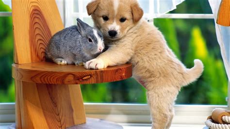 Cute Puppy Backgrounds Download Free Pixelstalknet