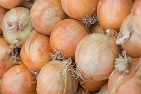 Utah Yellow Sweet Spanish Onion Seeds Non Gmo Heirloom Long Day Onion