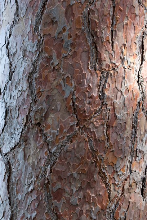 Red Pine Bark Free Nature Stock