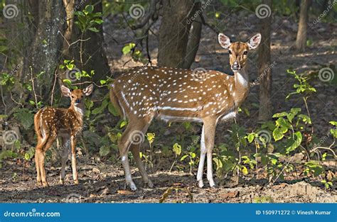 Portrait Of Spotted Deer Female With Fawn In The Forest Stock Photo