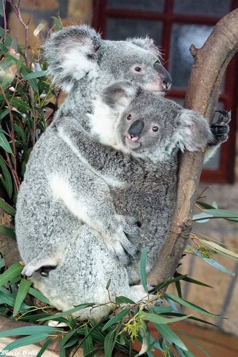 Pin By Marion Rolleston On Koala Koala Bear Koala Marsupial Koalas
