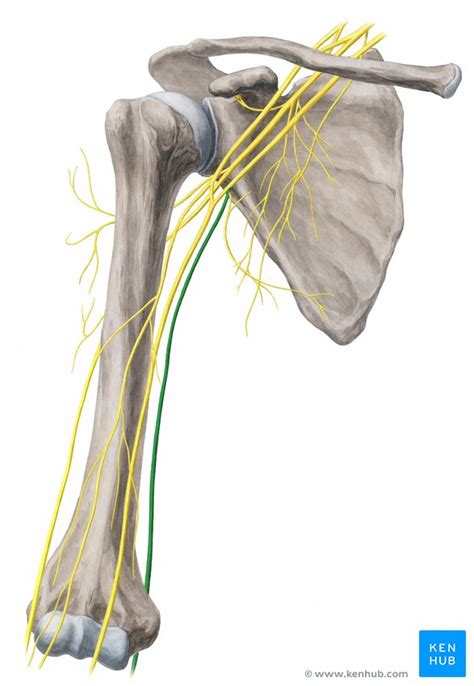 Diagram Of Ulnar Nerve Pathway
