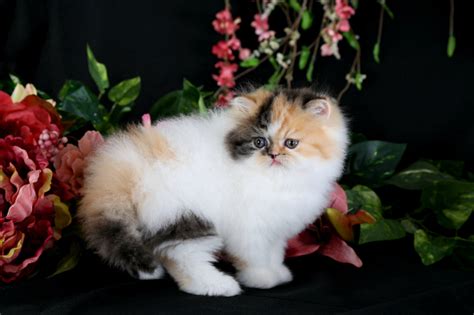 Calico Patchwork Teacup Persian Kitten For Saledoll Face Persian