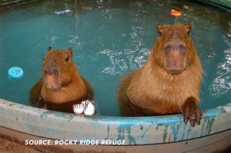 Pin By Suzzanne On Animals Capybara Animals Unlikely Animal Friends