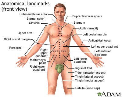 The chief function of the skeletal system is structural. Abdominal mass Information | Mount Sinai - New York