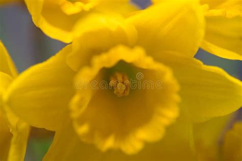 The Close Up Of A Beautiful Yellow Daffodil Or Narcissus Stock Image