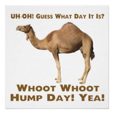  happy hump day funny camel spit card. Hump Day Camel Pictures, Photos, and Images for Facebook ...
