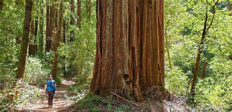 Big Basin Redwoods State Park Sempervirens Fund