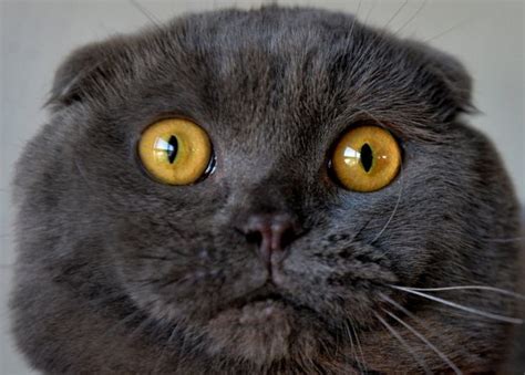 Scottish Fold Kedisi Özellikleri Ve Bakımı Kedi Blog