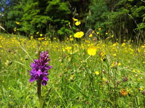 Wild And Well Sheffield And Rotherham Wildlife Trust