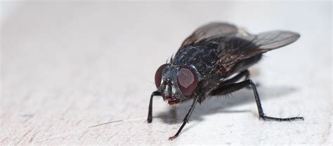 Was Tun Gegen Fliegen In Der Kueche - wann bricht kuchen leichter