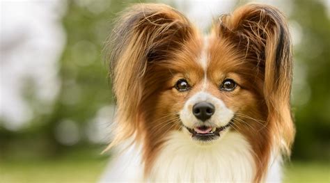 Fluffy Dog Breeds 34 Small Large And Giant Pups With Long Hair