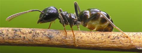 If you're looking for a home pest control program in commack, ny that protects against ants, spiders, roaches, and mice as well as other. CARPENTER ANTS removal services Huntington - Ants ...
