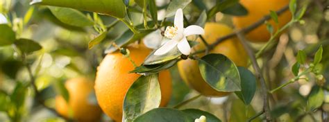 Florida Citrus Growers Florida Department Of Citrus