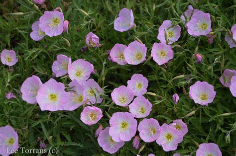 Serenita purple angelonia purchased 2 from thomas. Primrose_Perennial_Texas_Lee_Ann_Torrans - Lee Ann Torrans ...