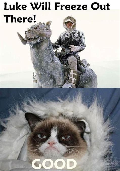Tard The Grumpy Cat And Star Wars The Best Of Both Worlds Funny