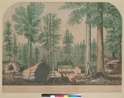The Mammoth Trees Of California Gk Stielman View Of Grove Shows