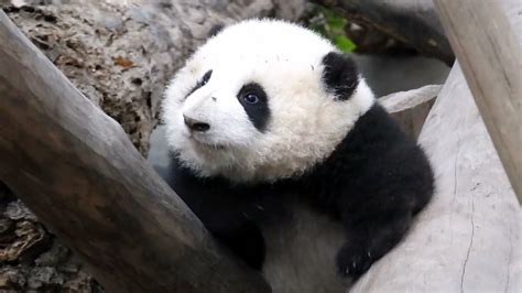 Panda He Hua Still A Naughty Girl Inside 花花半岁大了，开始到处爬木桩爬秋千 Youtube