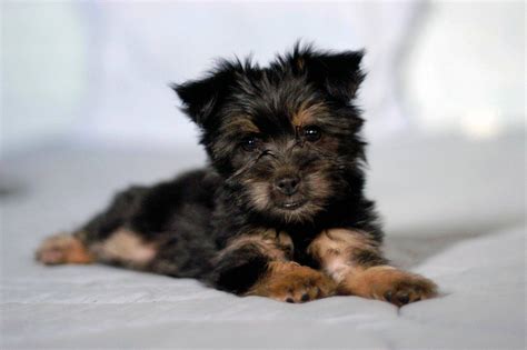 5 Fun Facts About Silky Terriers Greenfield Puppies