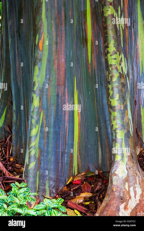 Usa Hawaii Oahu Rainbow Eucalyptus Tree Growing In Forest Stock