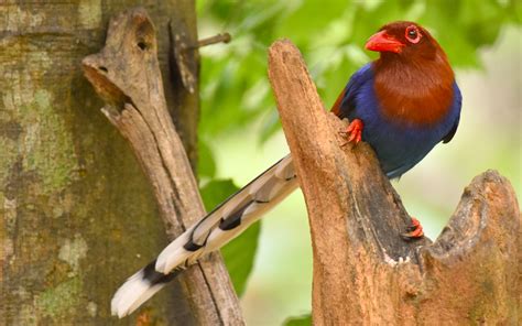 Birding Sri Lanka Specialized In Birding And Wildlife Tours In Sri Lanka