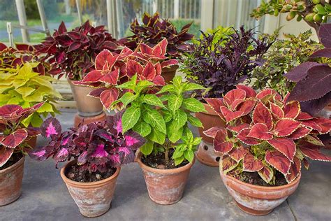 How To Grow Coleus In Containers Gardeners Path
