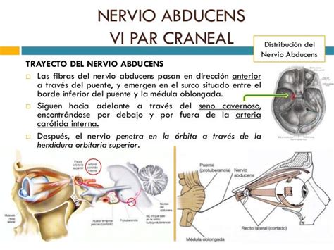 AnatomÍa Del Vi Par Craneal Nervio Abducens