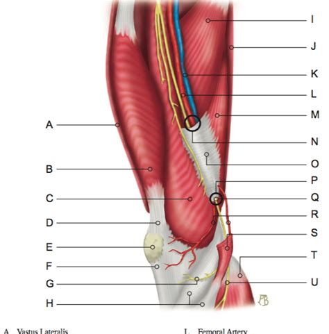 There are several large tendons around the knee area. Patellar Tendon Diagram : Knee Muscle And Tendon Injuries ...