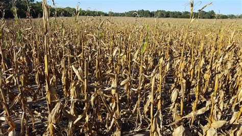 Scouting For Stalk And Ear Rot Diseases Cropwatch University Of