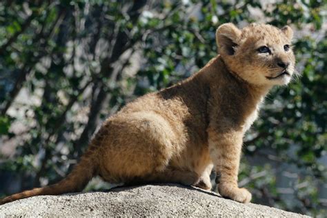 Meet Bahati The Cub The Adorable Model For Simba In The Lion King