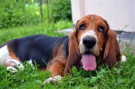10 Interesting Facts About Basset Hounds You Probably Didnt Know Pet