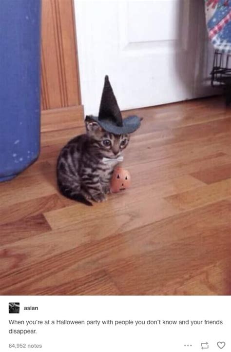 23 Halloween Tumblr Posts To Tide You Over Until October 31st Kittens