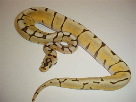 Suppose we have a list of words, we have to concatenate them in camel case format. Desert Spider - Morph List - World of Ball Pythons