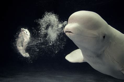 Est100 一些攝影some Photos Beluga Whale Blowing A Toroidal Bubble Ring