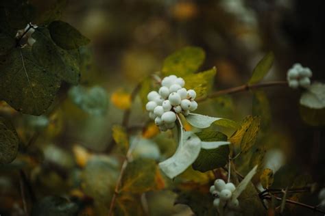Snowberry Bush How To Grow And Care