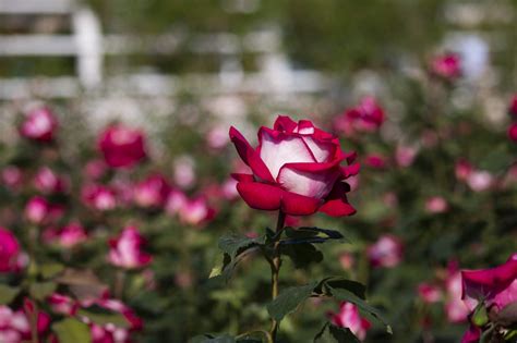 Everything You Need To Know About Osiria Roses