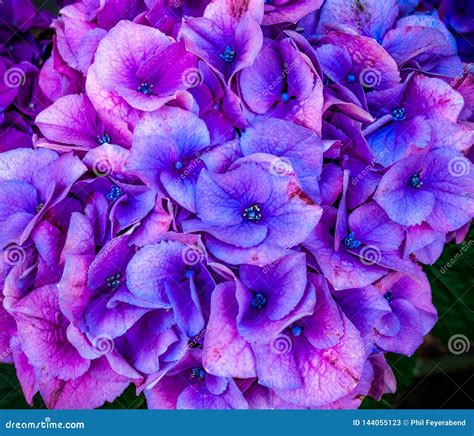 Purple Hydrangea Flowers Closeup On Dark Background Stock Image Image