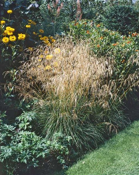 Details 'bronzeschleier' is a compact evergreen grass with narrow, stiff. Deschampsia cespitosa 'Bronzeschleier'