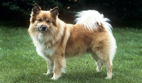 Icelandic Sheepdog Breed Information