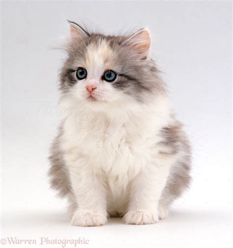 Wedding World Cute Fluffy Kitten