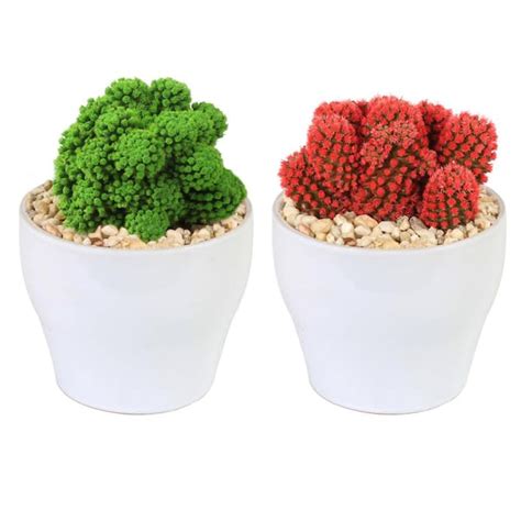 Costa Farms Holiday Desert Gems Cacti Red Or Green Indoor Plant In 4 In