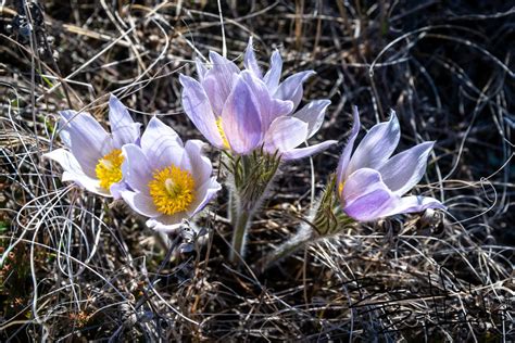 Pasque Flowers About Theodore Roosevelt National Park North Dakota
