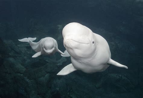 Cute Beluga Whale Wallpaper