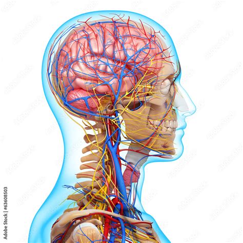 3d Anatomy Of Circulatory System And Nervous System With Brain