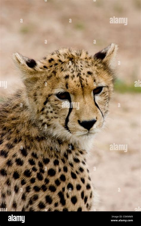 Cheetah India Hi Res Stock Photography And Images Alamy