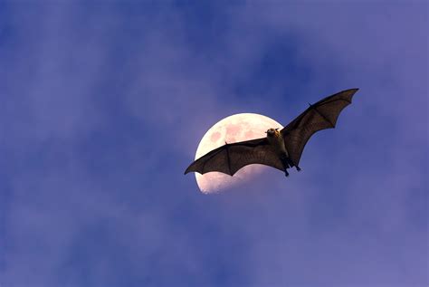 Bat Flying Moon Summer Raleigh Critter Control Of The Triad